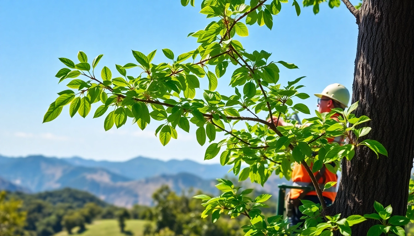 Arborist pruning a tree at Black Mountain Tree Consultancy in a serene mountain setting.